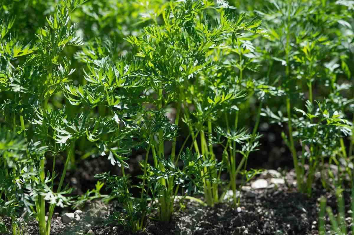 Soil required for growing organic Carrots.