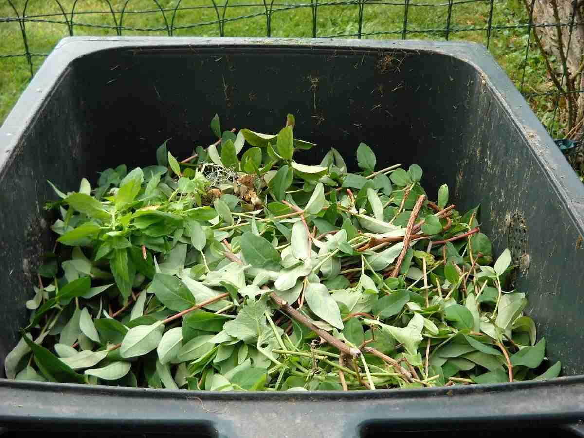 Making compost from green leaves.