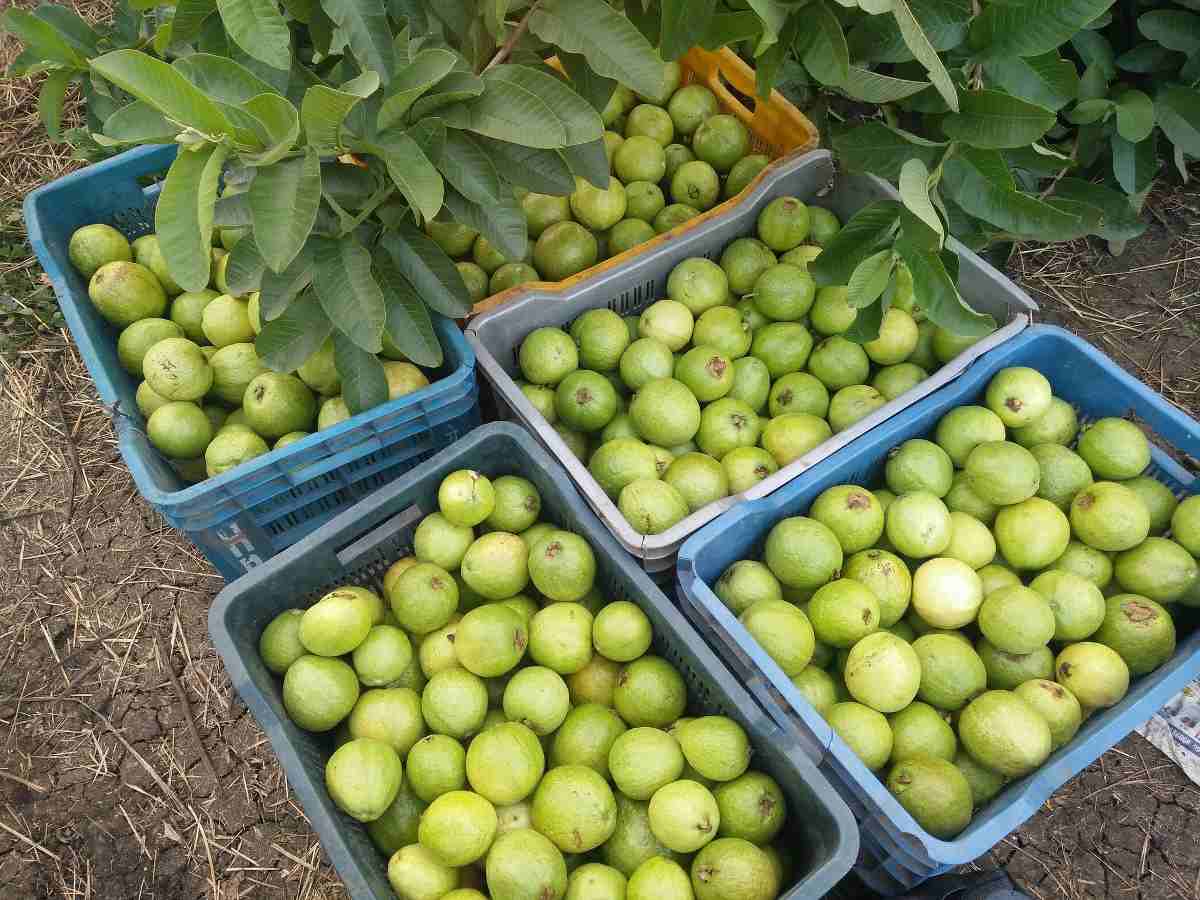 Guava fruit harvesting