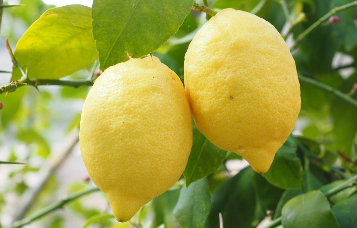 Lemon Tree.