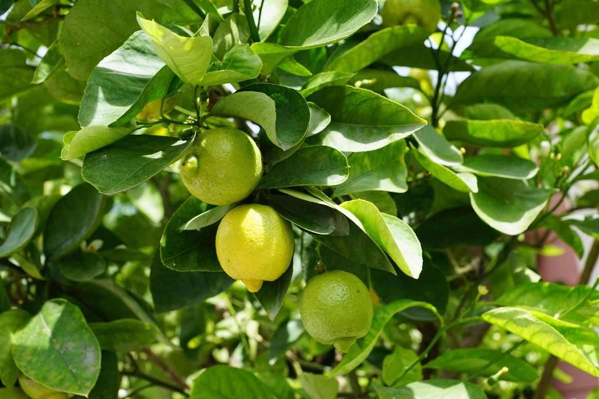 Requirements for growing a lemons in the backyard.