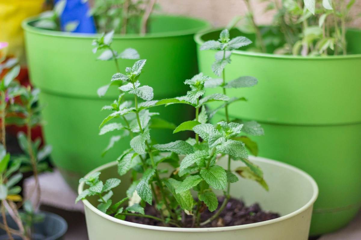 Process of Growing Mint in containers organically.