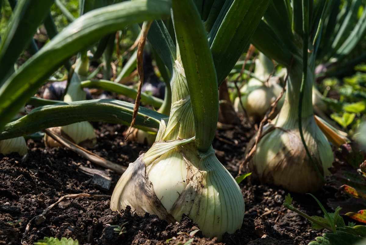 Soil requirement for growing organic onions.