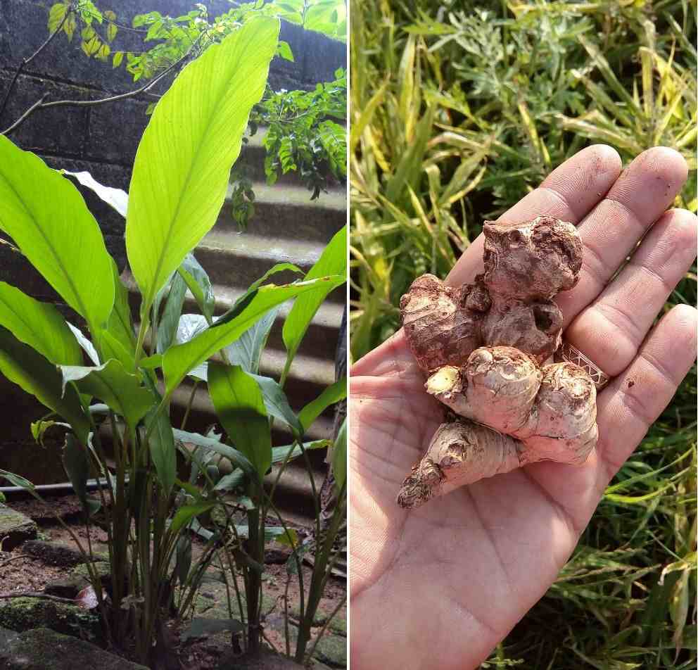 Growing Ginger in the backyard of home garden/