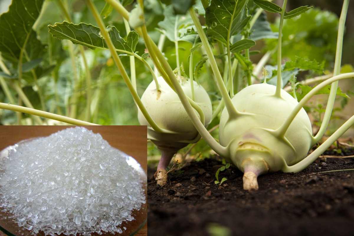 Ways to use Epsom salts in the garden.