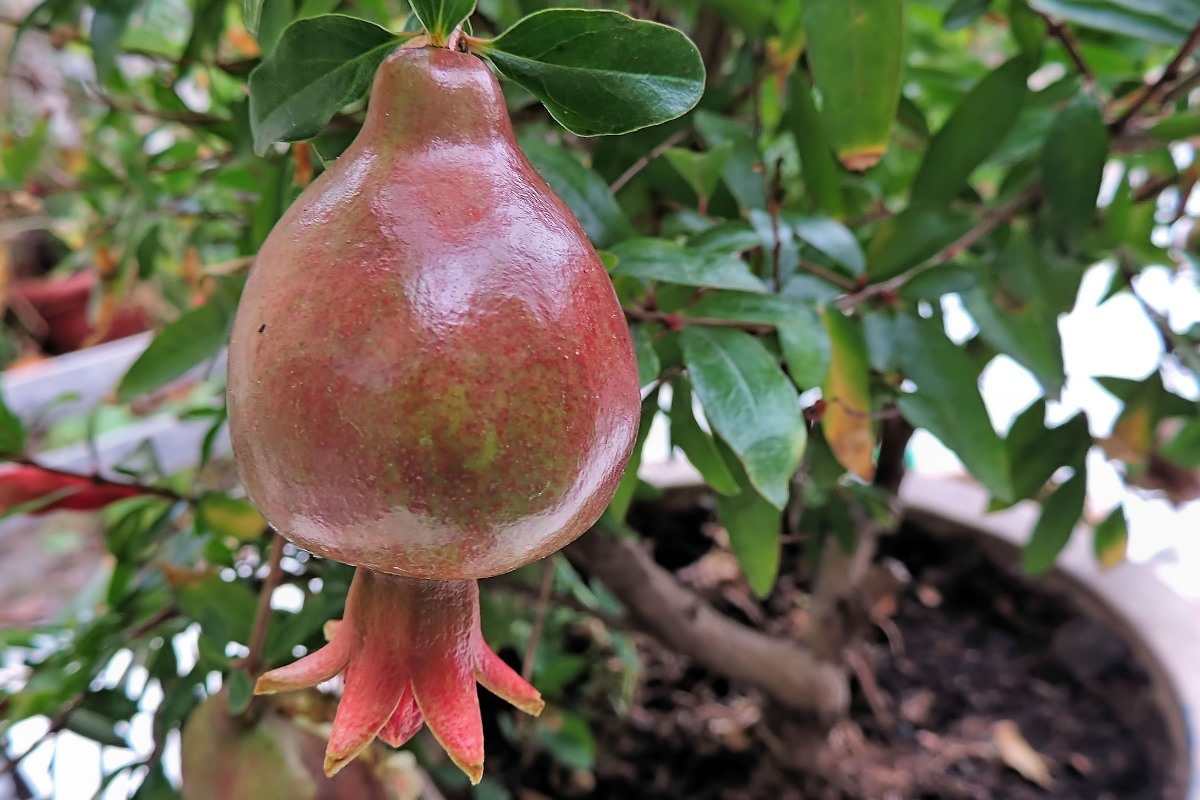 Growing pomegranate in a container.