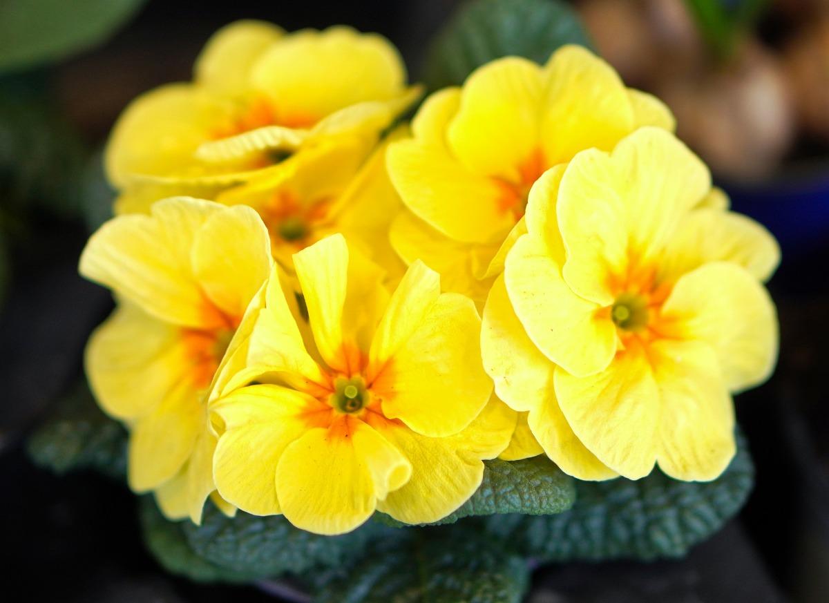 The process of growing Primrose plants indoors.