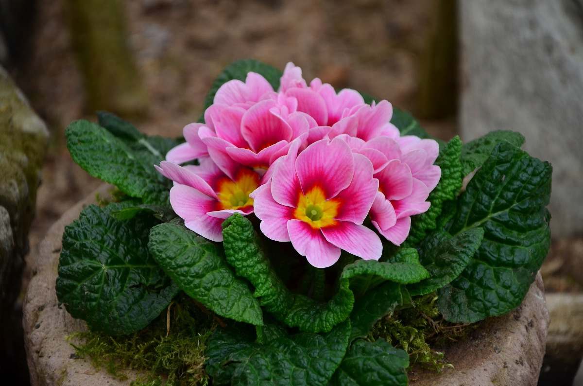Questions about growing Primrose.
