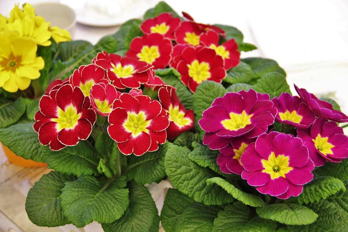 Growing conditions for Primrose plants.