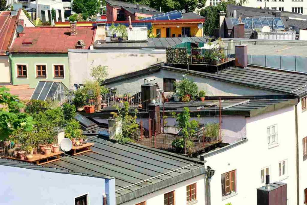 Caring for your rooftop garden.