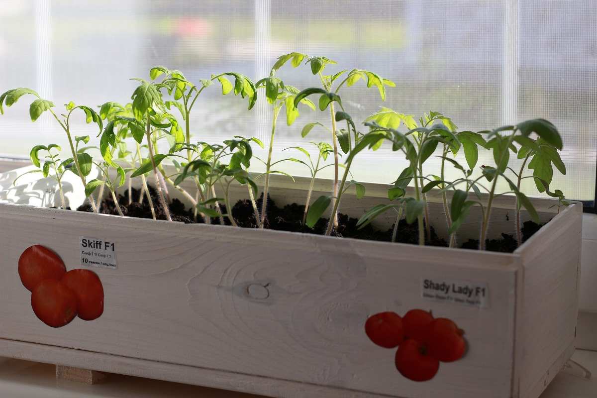 How to grow Tomatoes from cuttings at home.
