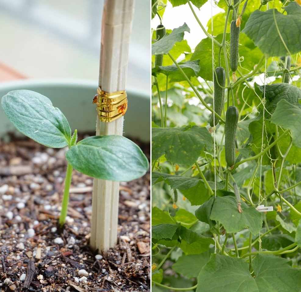 Growing Organic Cucumbers In Containers, Pots 