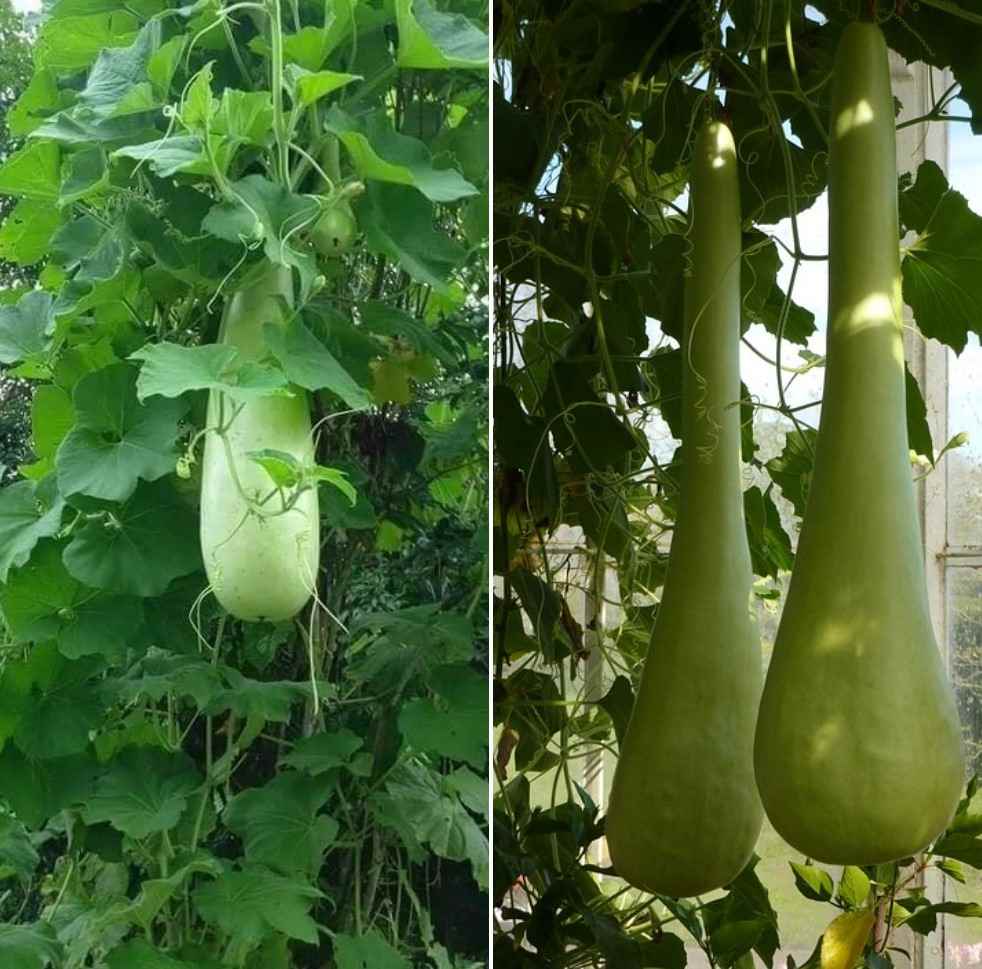 Growing Conditions of Bottle Gourd.