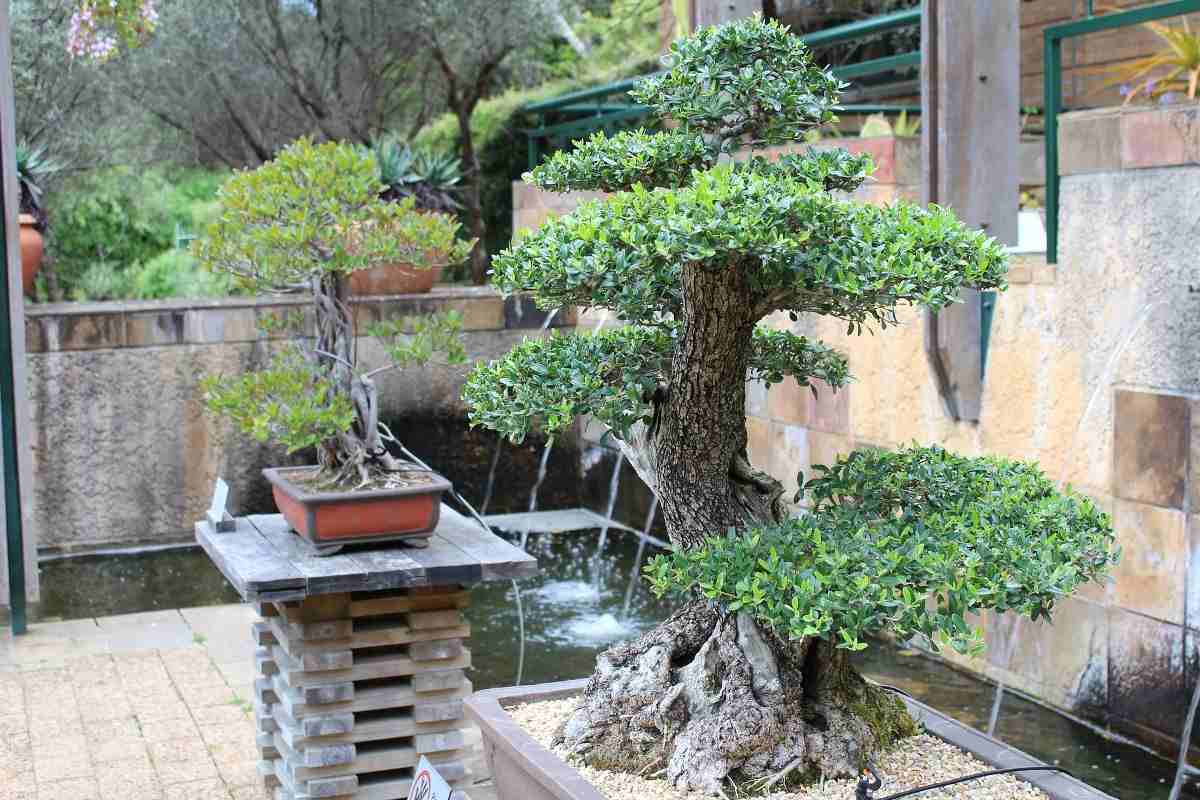 Bonsai tree care.