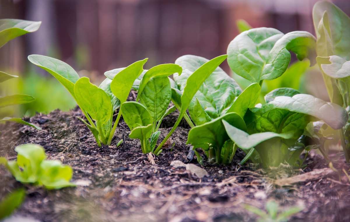 Spinach growing problems and solutions.