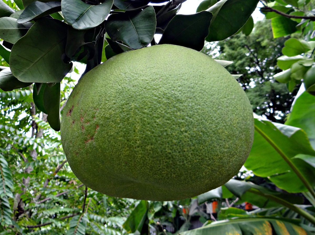 Soil requirement for growing Grapefruit.