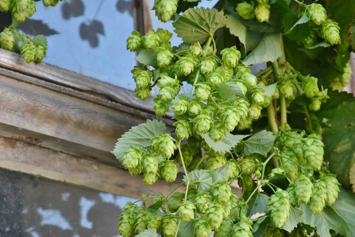 Location for Growing Hops.