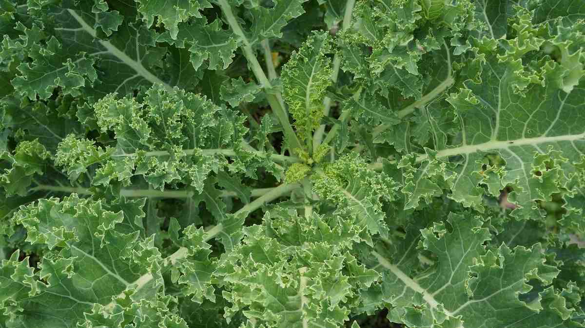Gardening tips for growing Kale organically.