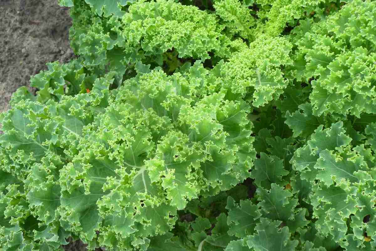 Soil requirement for growing Organic Kale at home