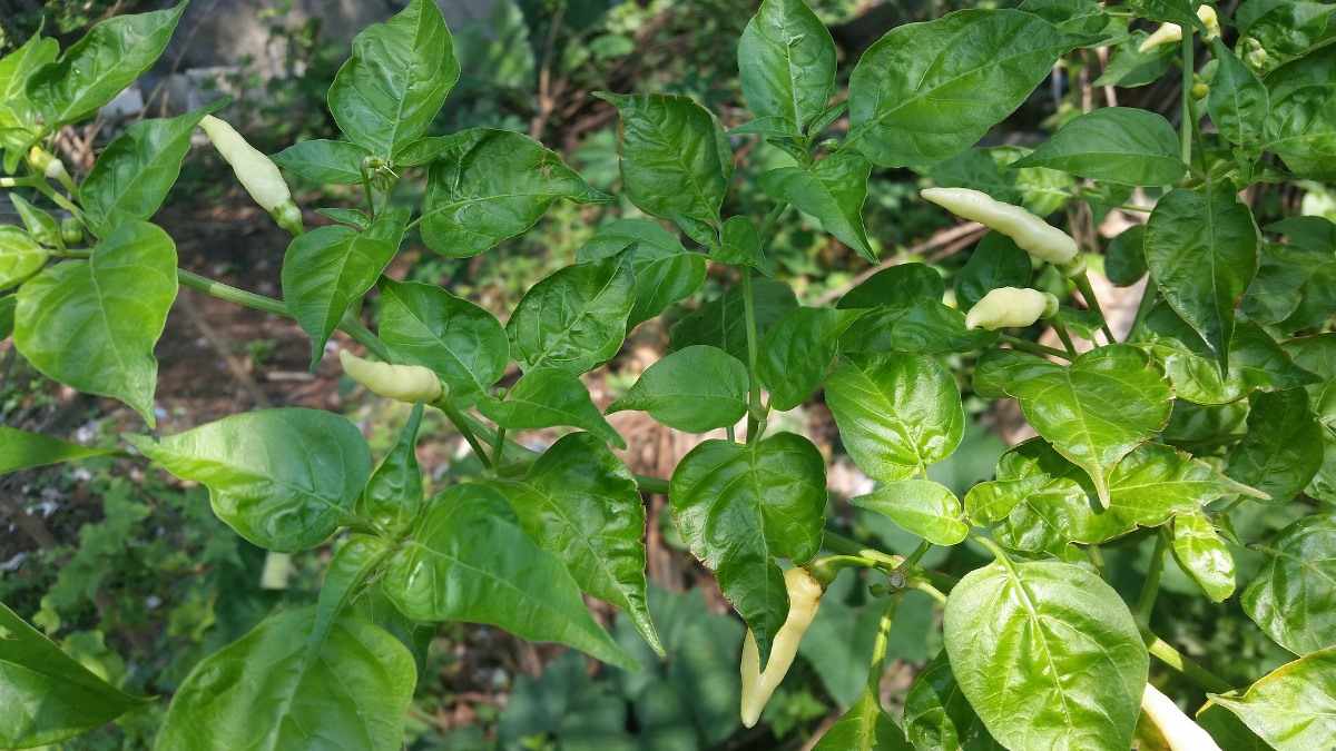 How to grow Chilli in the Backyard of Home.