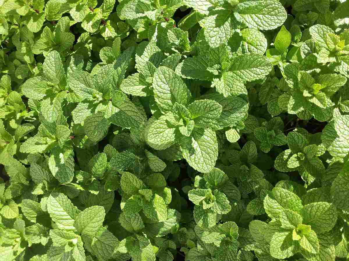 Growing Conditions of Mint in the Backyard.