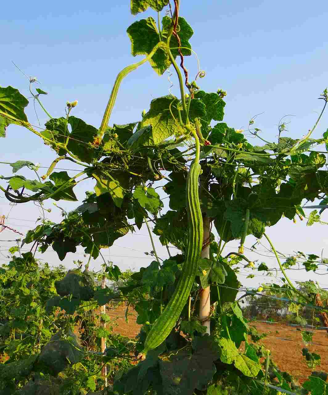 Growing Conditions of Ridge Gourd.