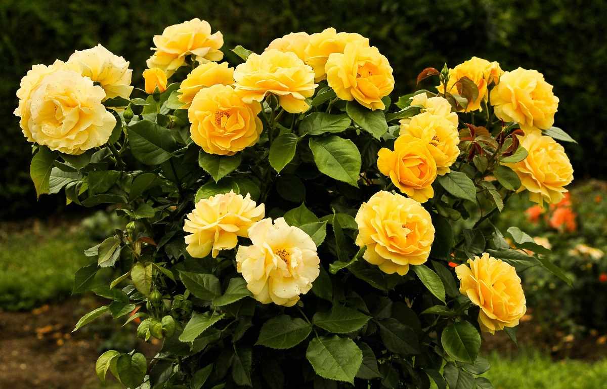 Nutrients Required for Roses.