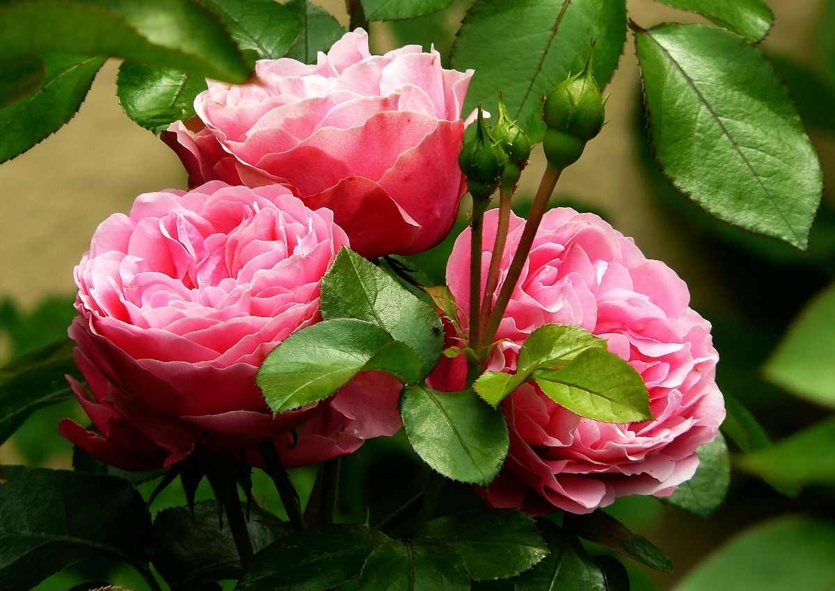 How to Care Roses in Spring.