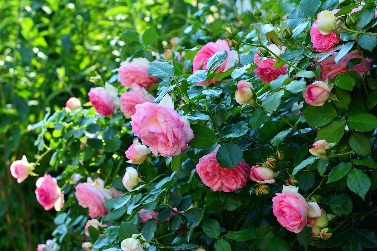 Rose Blooms.
