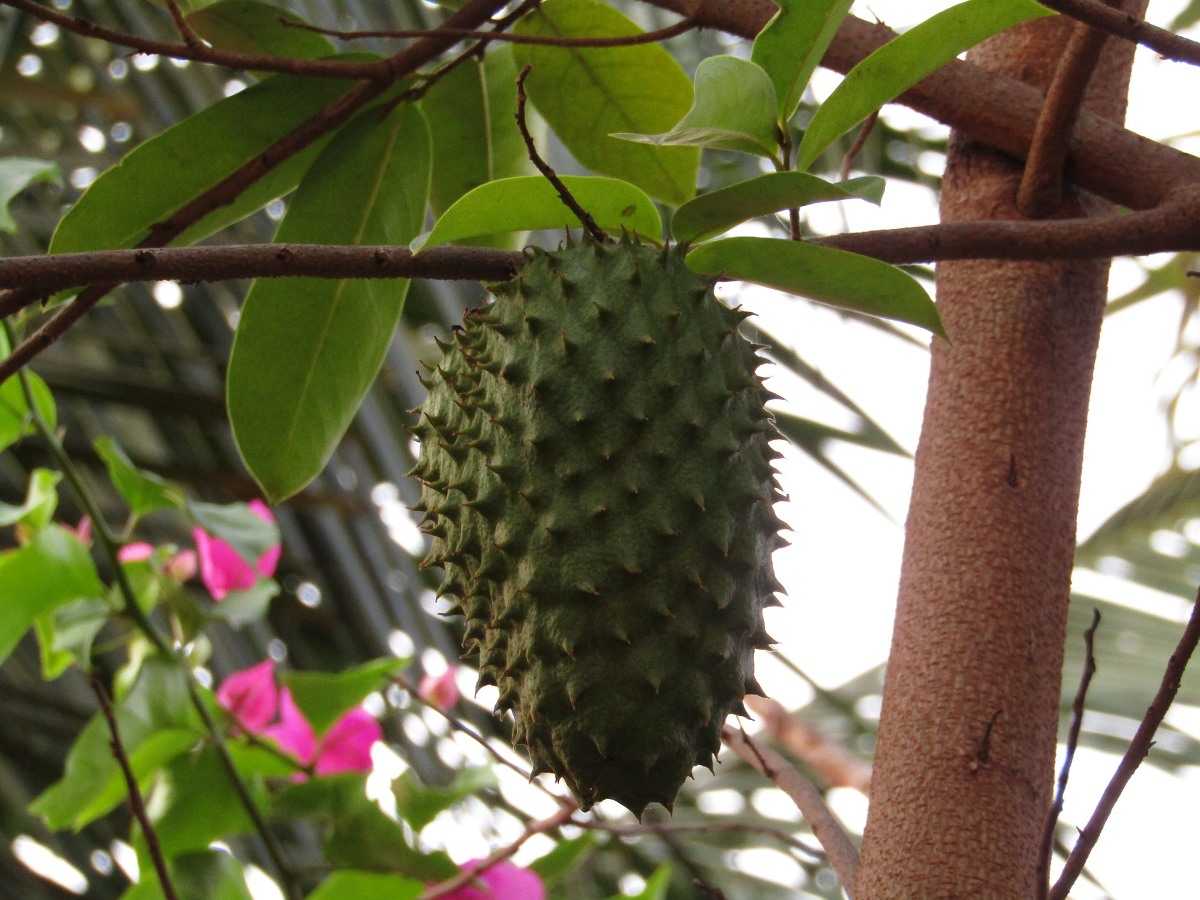 Soursop tree growing problems.