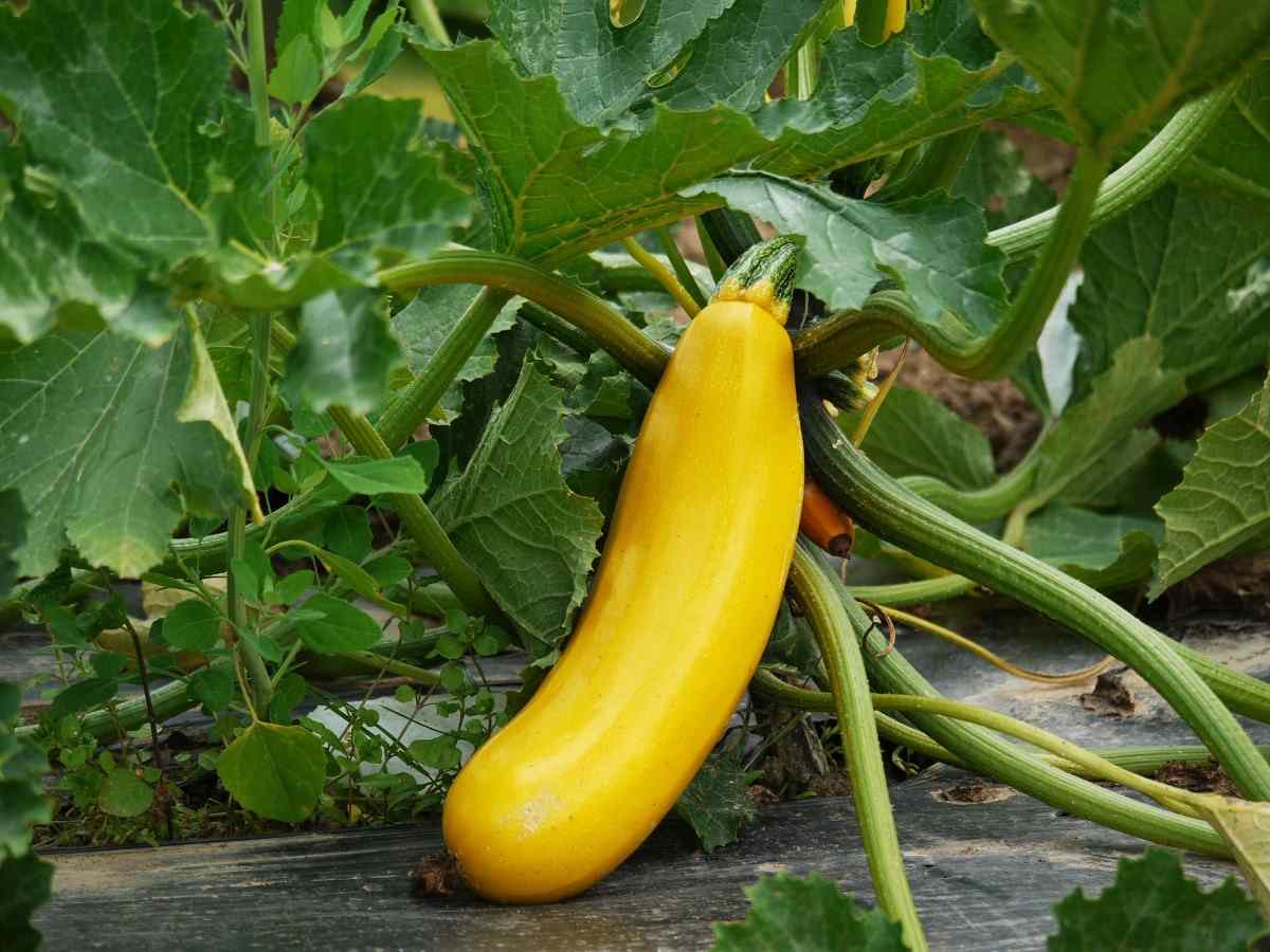 Choosing the Right Container for Growing Zucchini.