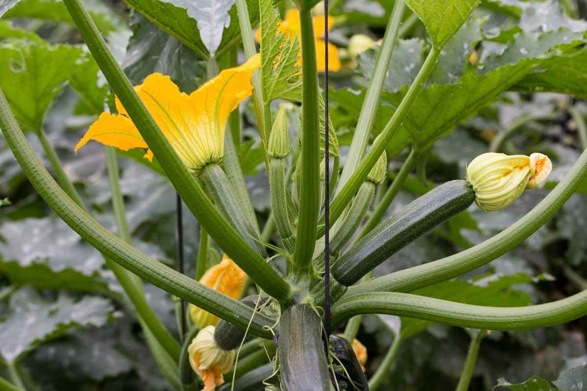 Zucchini Plant.
