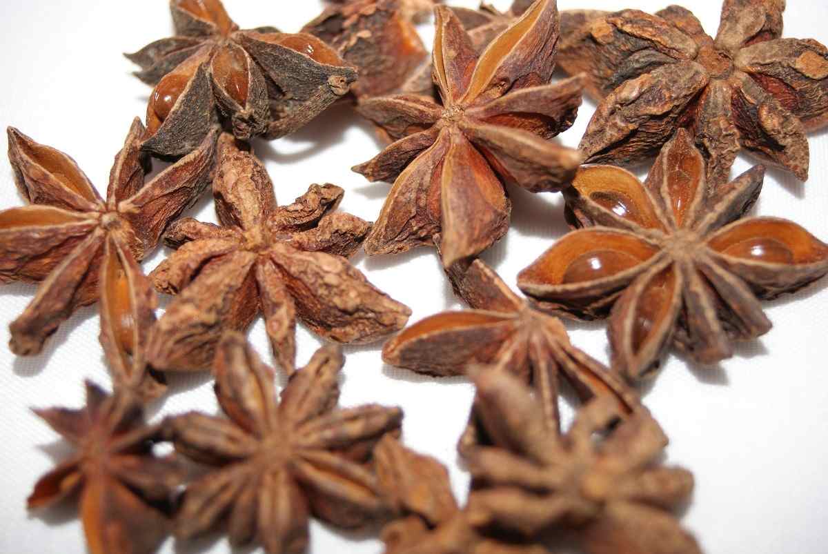 When and How to Harvest Star Anise.