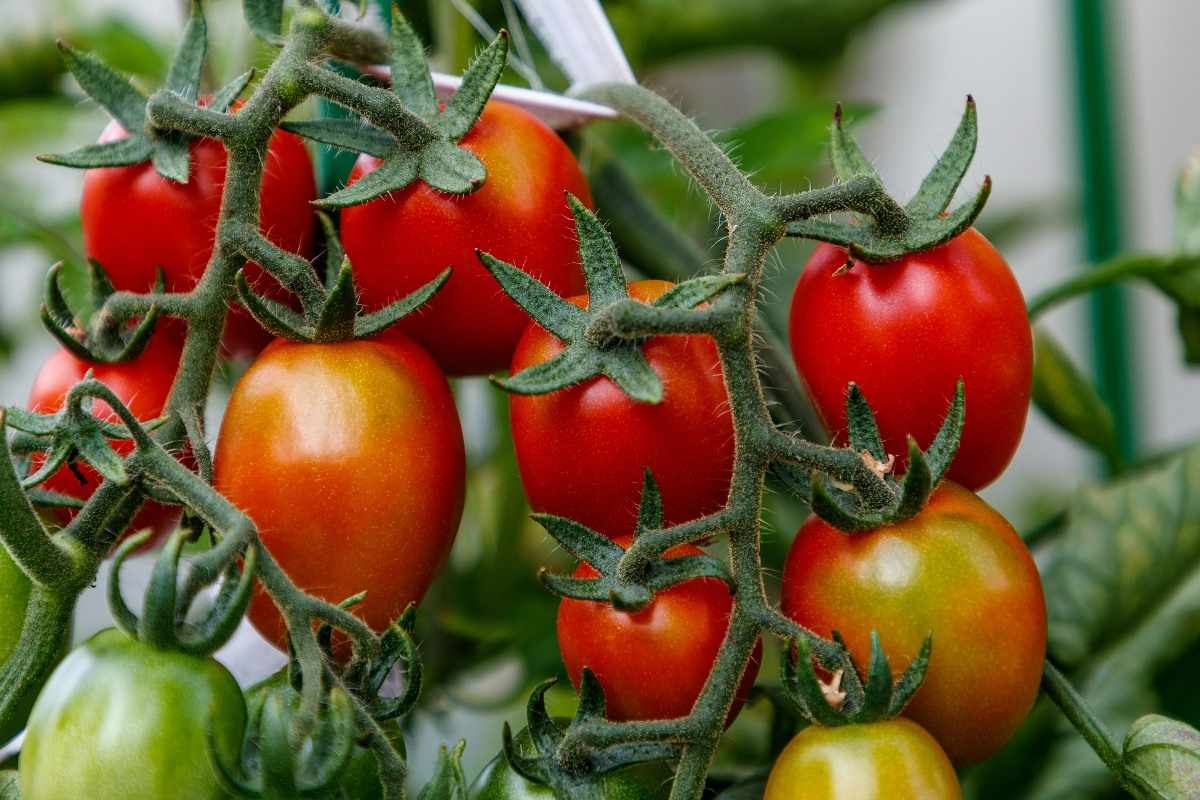 Growing Indoor Tomatoes.