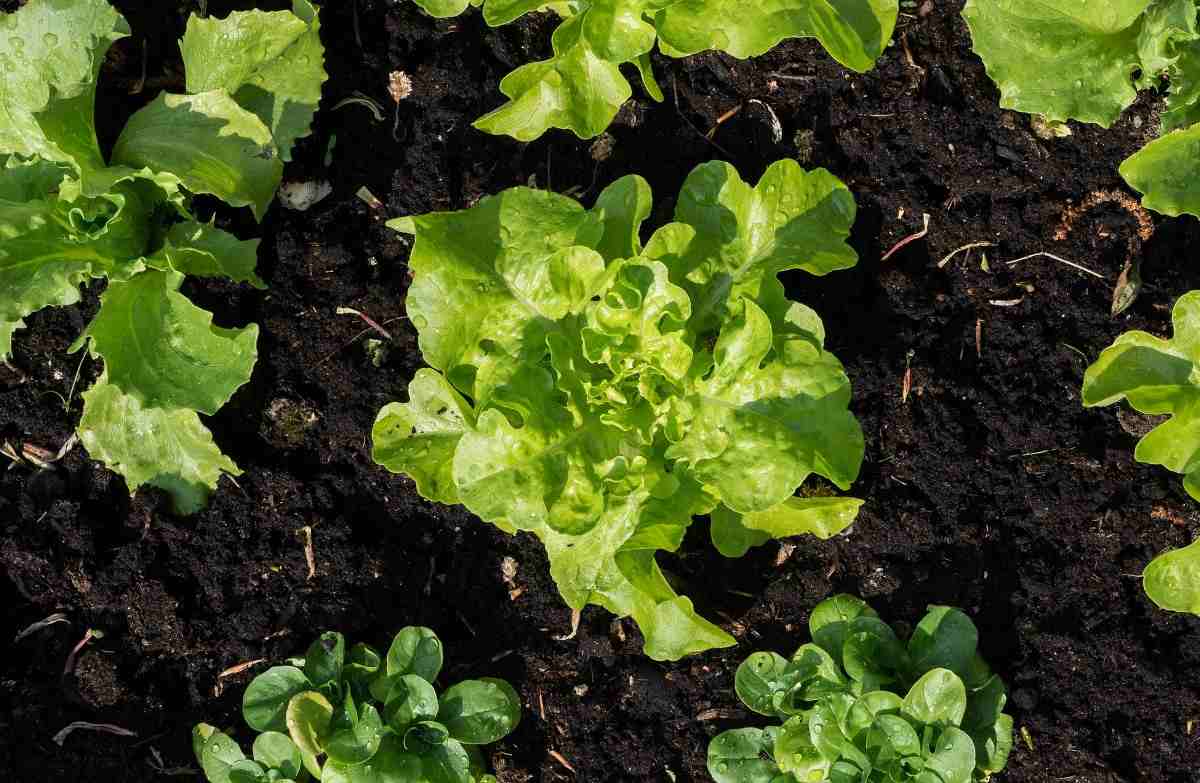 The best soil for organic gardening.