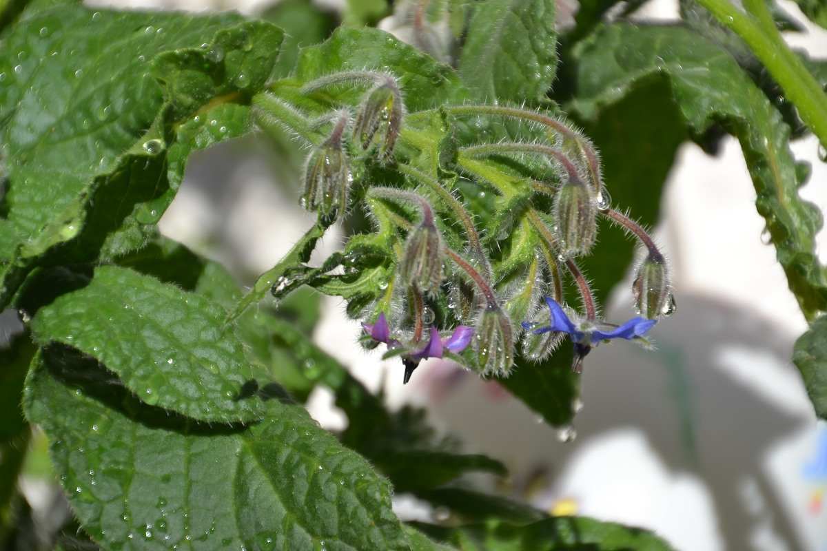 Ideal Location for Growing Borage.