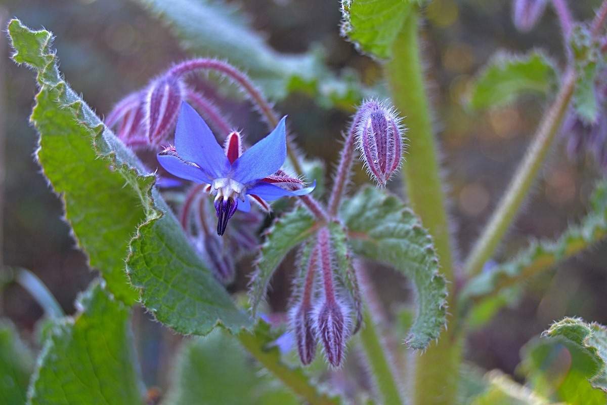 Questions about Growing Borage.