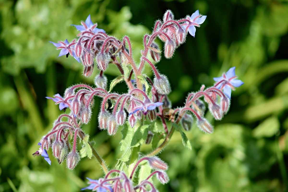 Tips for Growing Borage in Pots,
