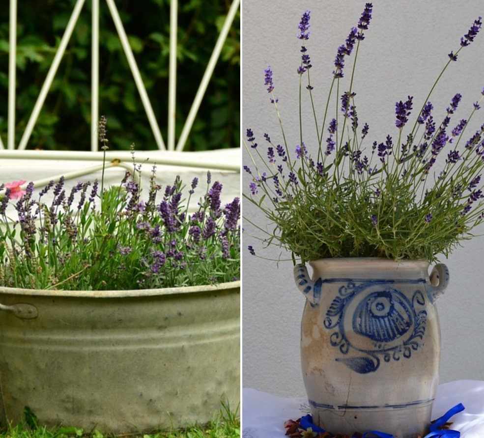 Choosing Right Pots for Growing Lavender.