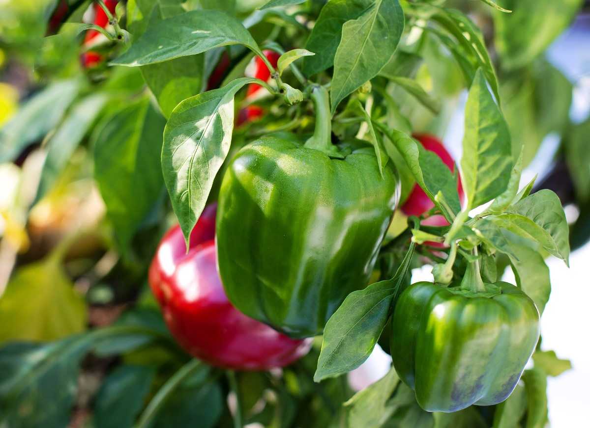 Pepper Gardening Questions.