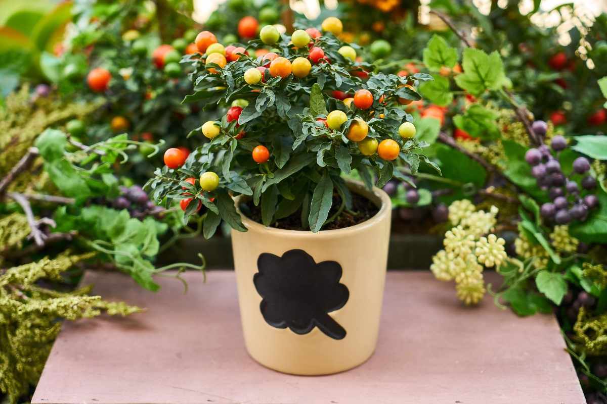 How To Grow Vegetables At Home In Pots, Containers | Gardening Tips
