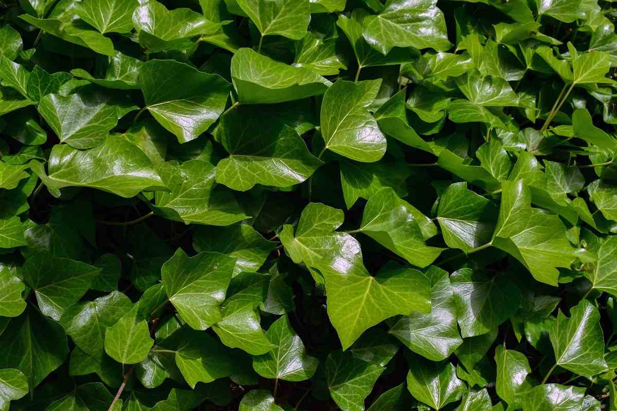 English Ivy Plant.