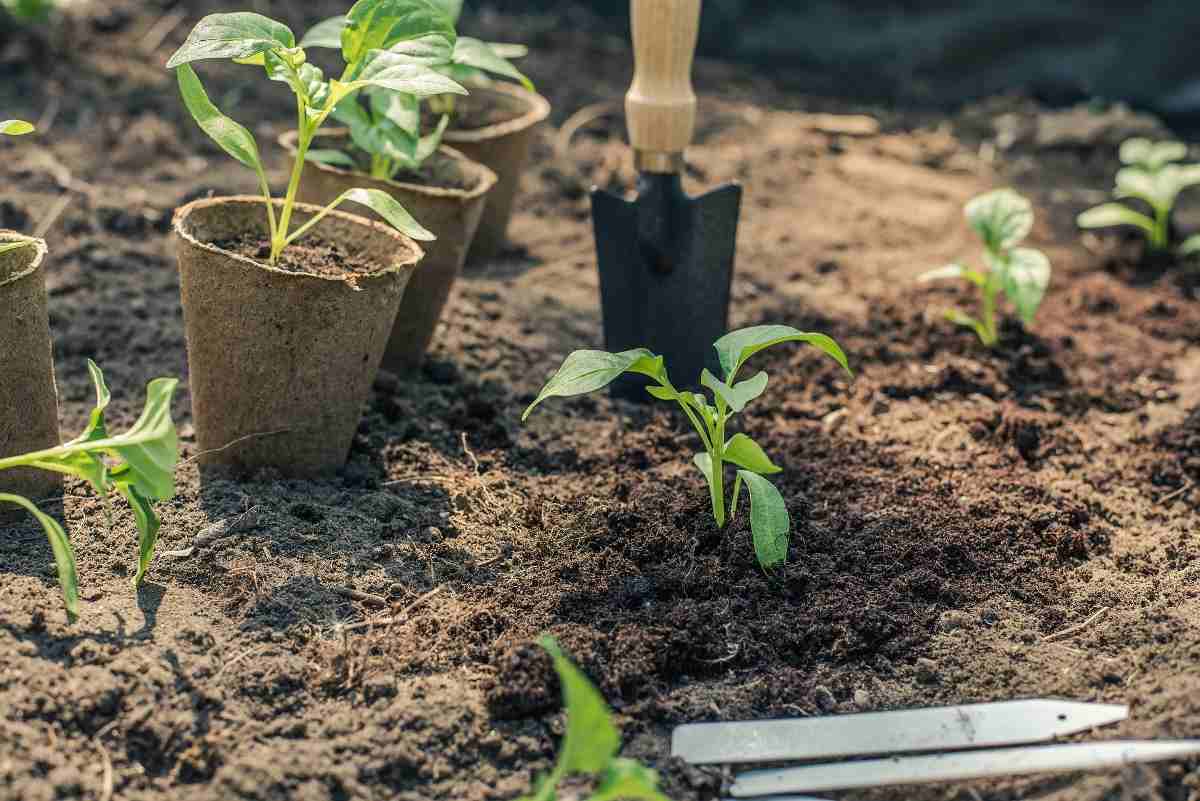 How to Grow Peppers at Home.