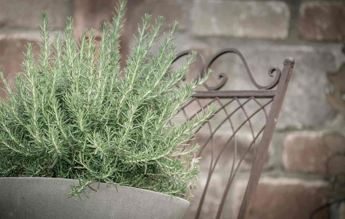 The Process of Growing Organic Rosemary in Containers.