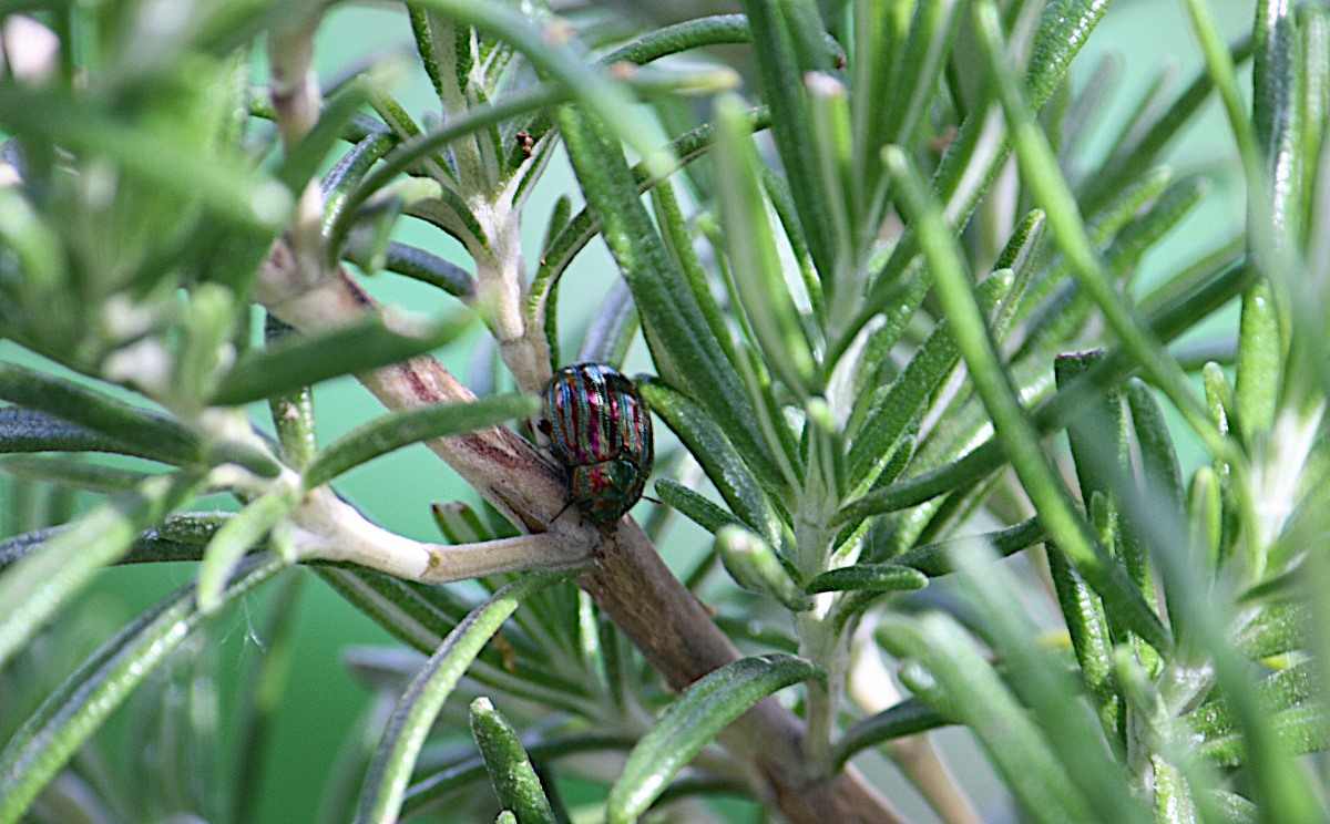 Organic Pests and Diseases Control for Growing Rosemary.