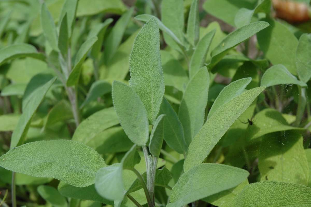 Questions about Growing Organic Sage.