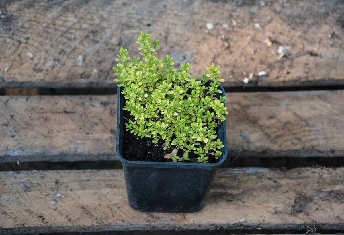 growing thyme in container space