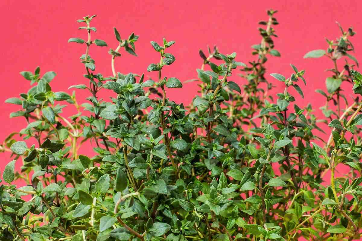 Conditions Required for Growing Organic Thyme.