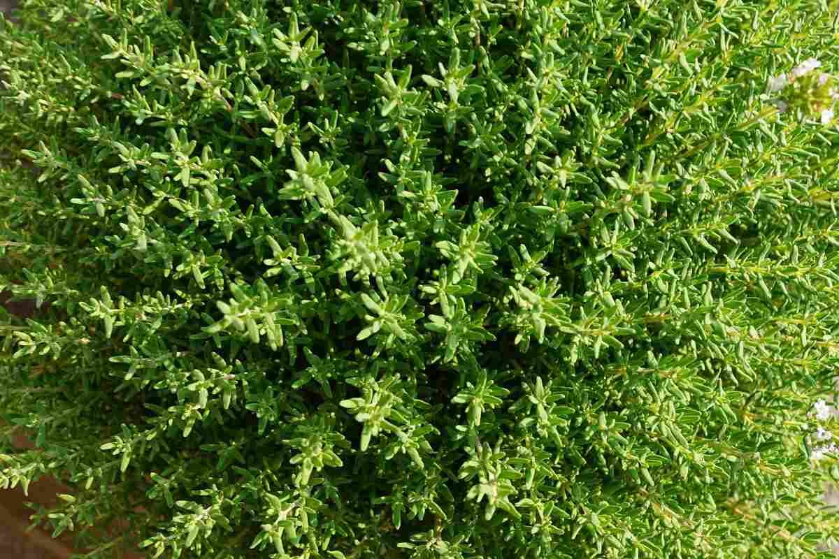 When and How to Harvest Thyme.