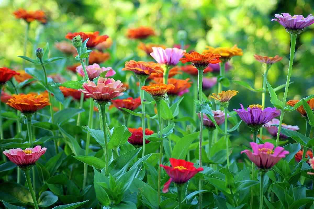 Guide to Organic Flower Gardening.